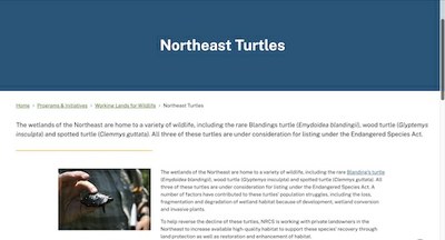 Northeast Turtles