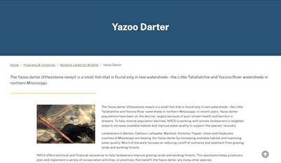 Yazoo Darter