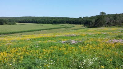 Native Grassland Native Grassland