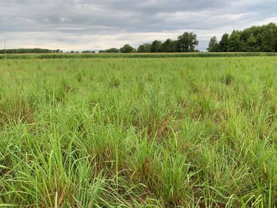 Warm Season Native Grasses 2 Warm Season Native Grasses 2