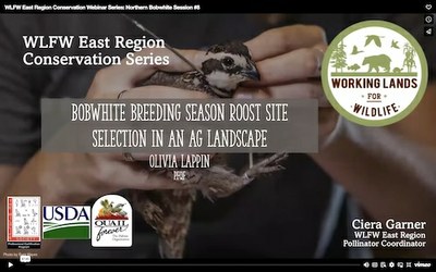 WLFW East Region Conservation Webinar Series: Northern Bobwhite Session #8 “Bobwhite Breeding Season Roost Site Selection in an Ag Landscape”