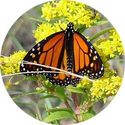 Landscape Partnership monarch butterfly